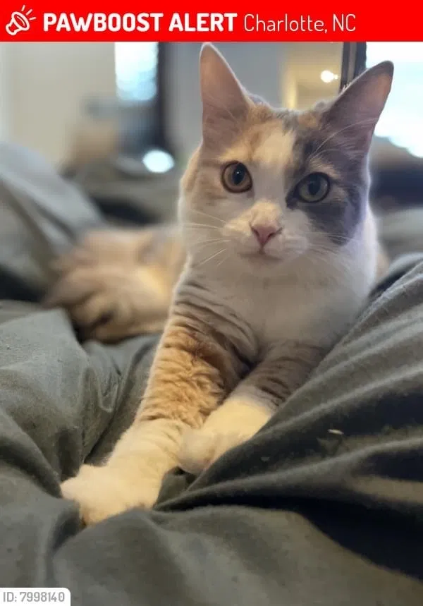 Lost cat in Charlotte, NC, 28262
