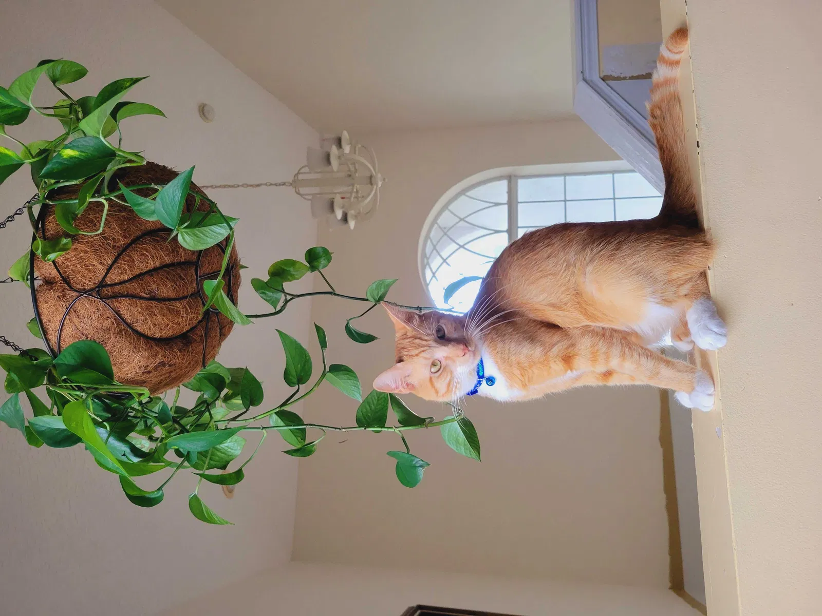 Lost cat in Jacksonville, FL, 32205