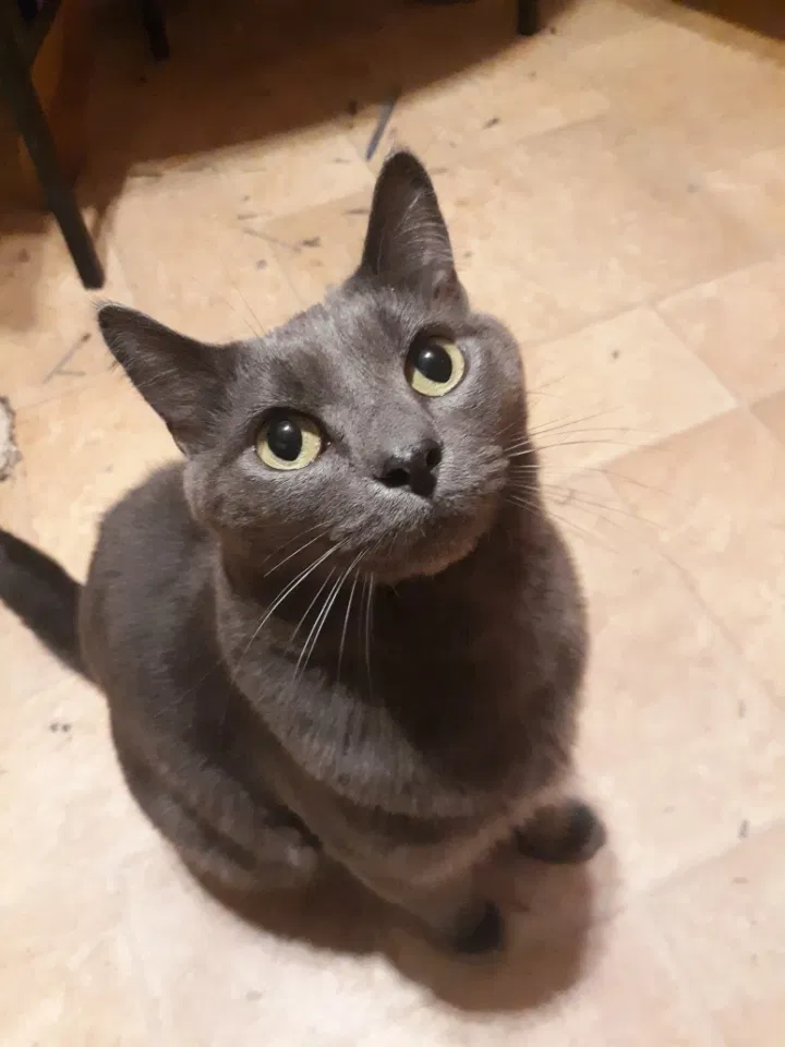 Lost cat in Hazleton, PA, 18202