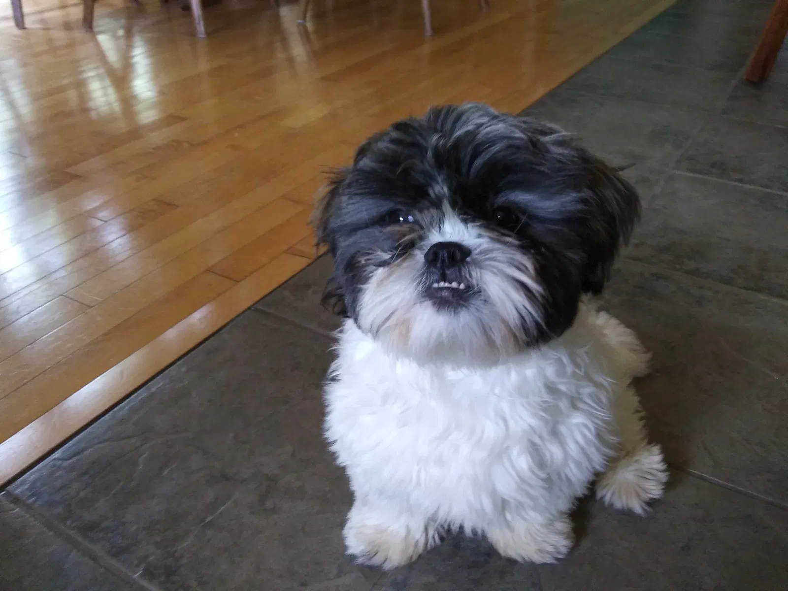 Lost dog in Rice Lake, WI, 54868