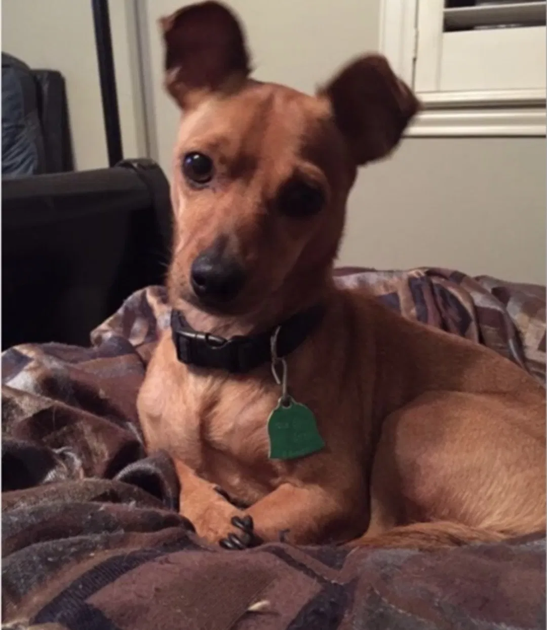 Lost dog in San Antonio, TX, 78230