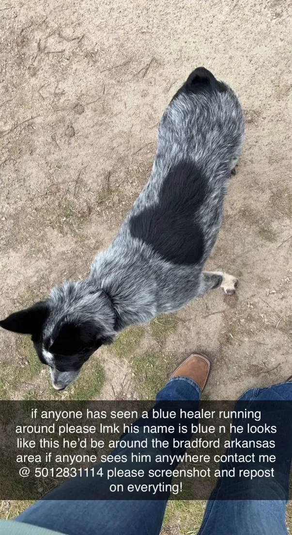 Lost dog in Bradford, AR, 72020
