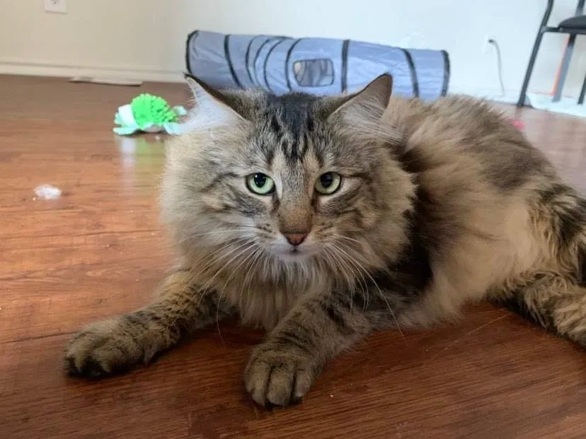 Lost cat in Stillwater, OK, 74075