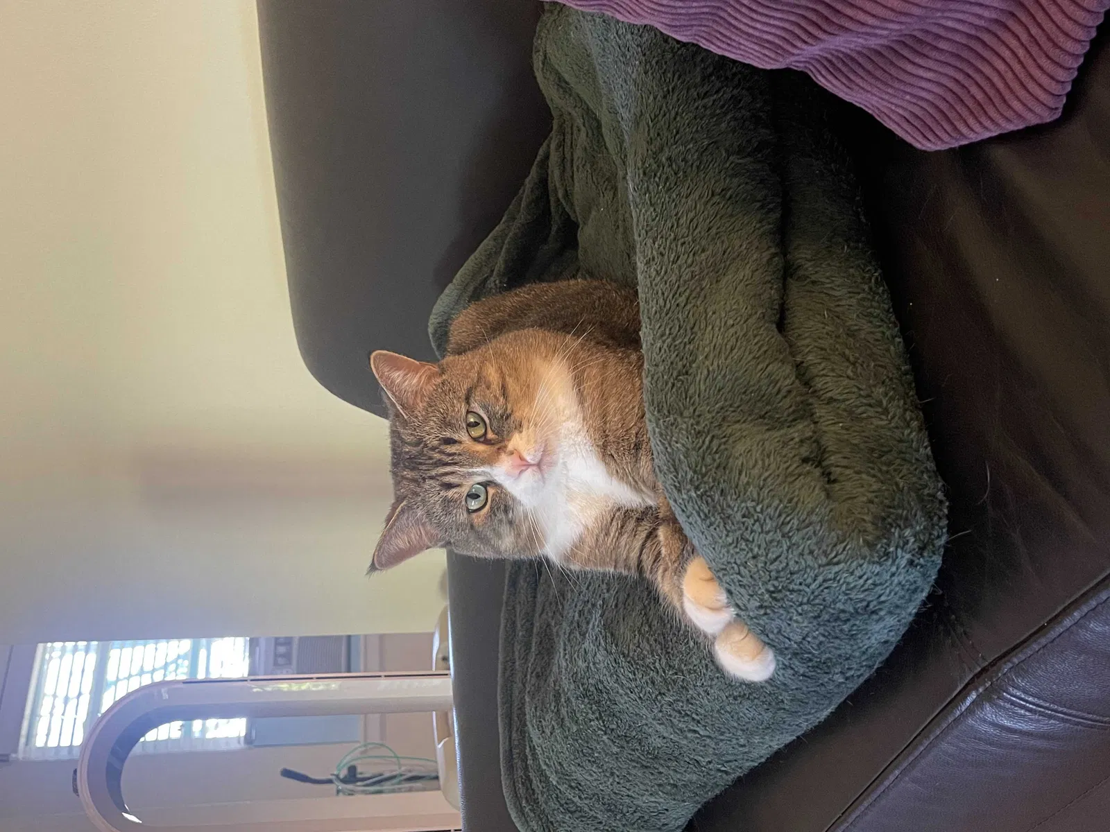 Lost cat in Downers Grove, IL, 60515