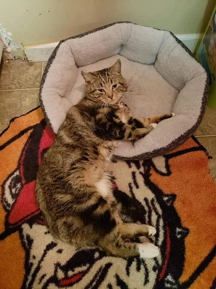 Lost cat in Braselton, GA, 30517