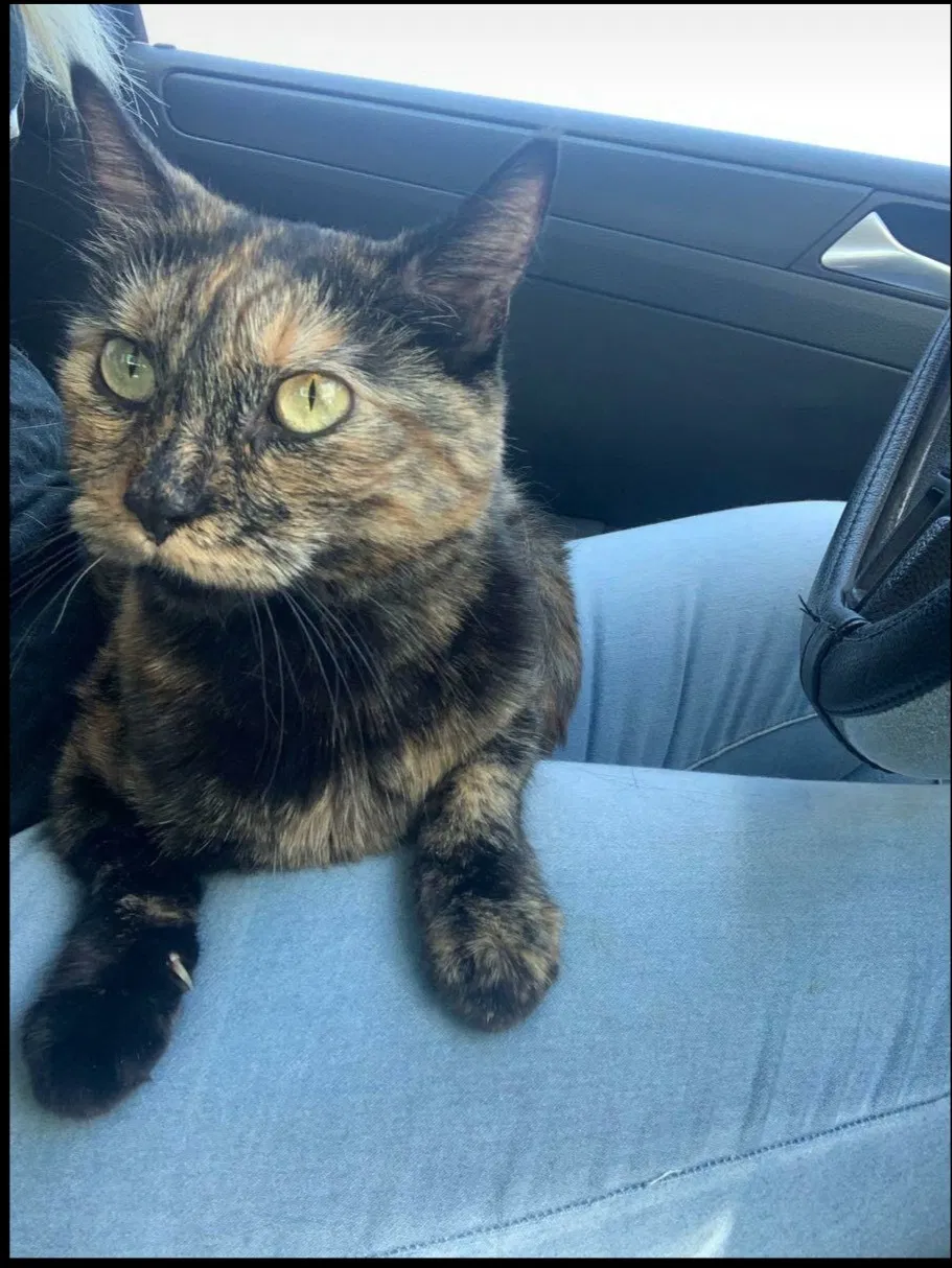 Lost cat in Rocklin, CA, 95765