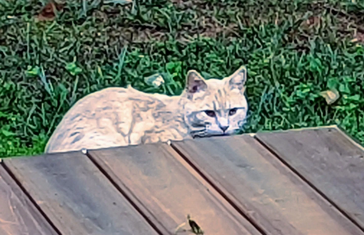 Found cat in Mocksville, NC, 27028