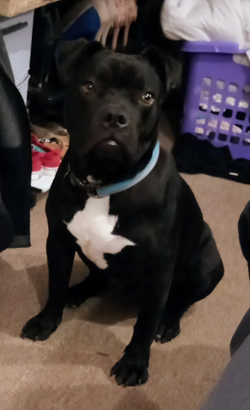 Lost dog in Woodruff, SC, 29388