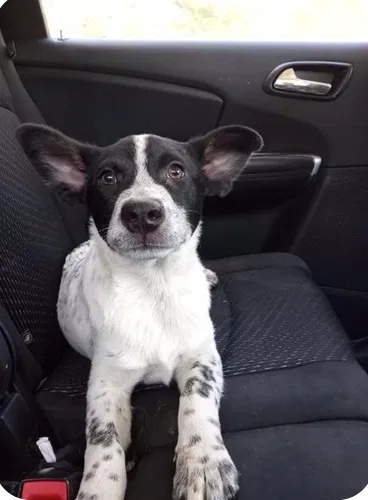 Found dog in Fayetteville, NC, 28303