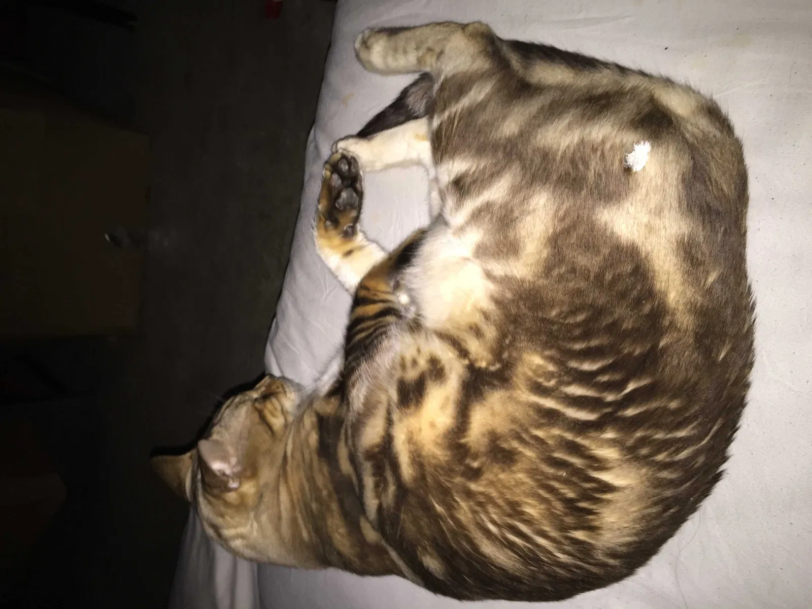 Lost cat in Plano, TX, 75024