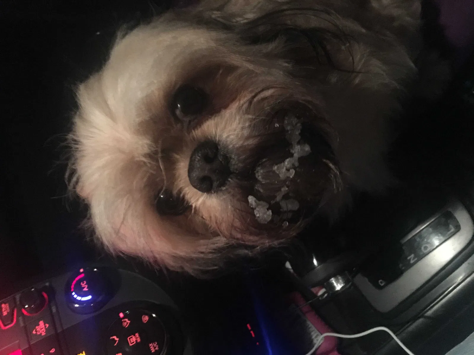 Lost dog in Maple Heights, OH, 44137