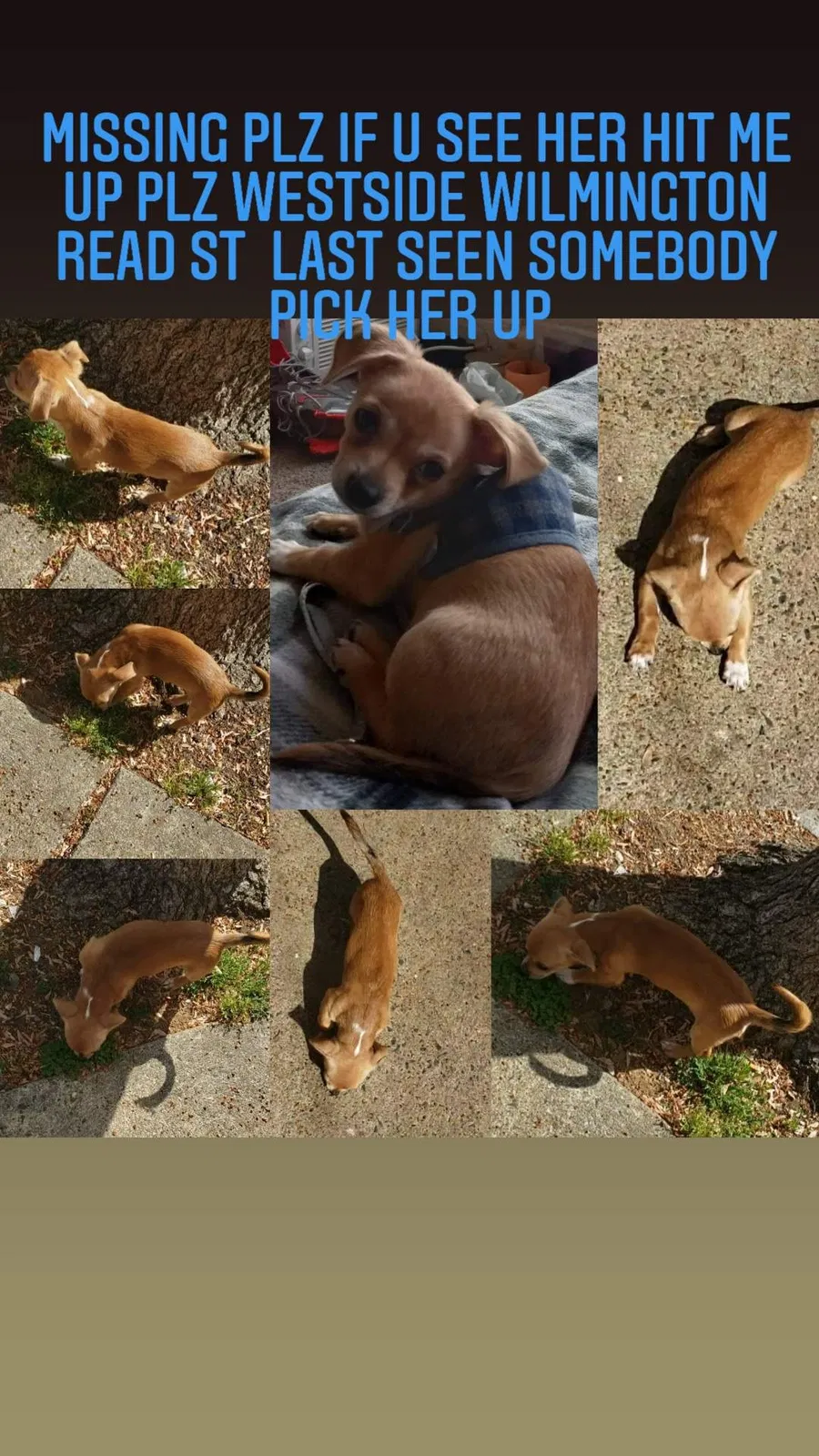 Lost dog in Wilmington, DE, 19805