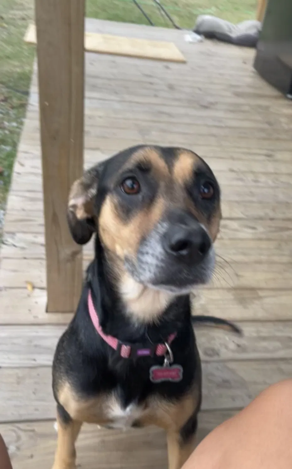 Lost dog in Metairie, LA, 70001