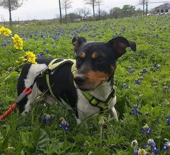 Lost dog in Houston, TX, 77085
