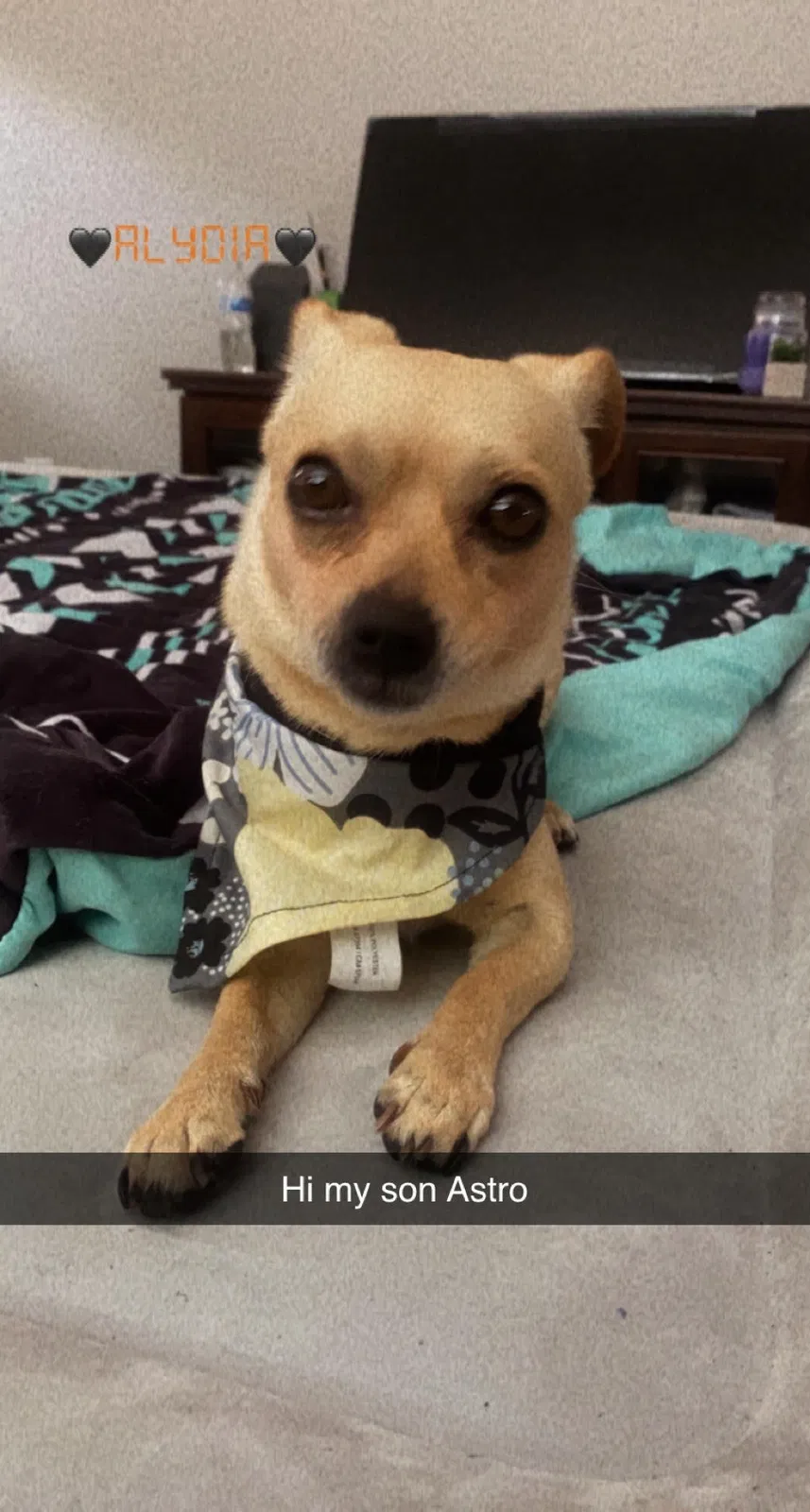 Lost dog in Unknown, CO, 80000