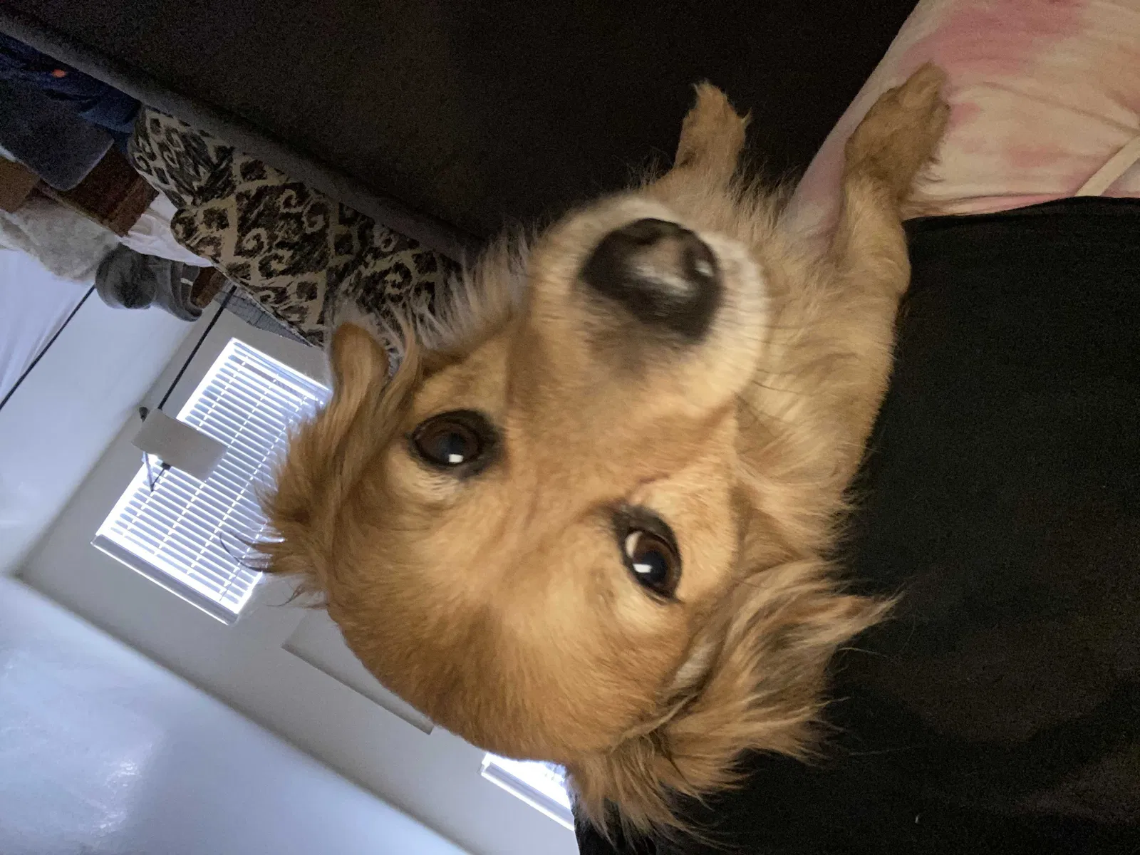 Lost dog in San Antonio, TX, 78251