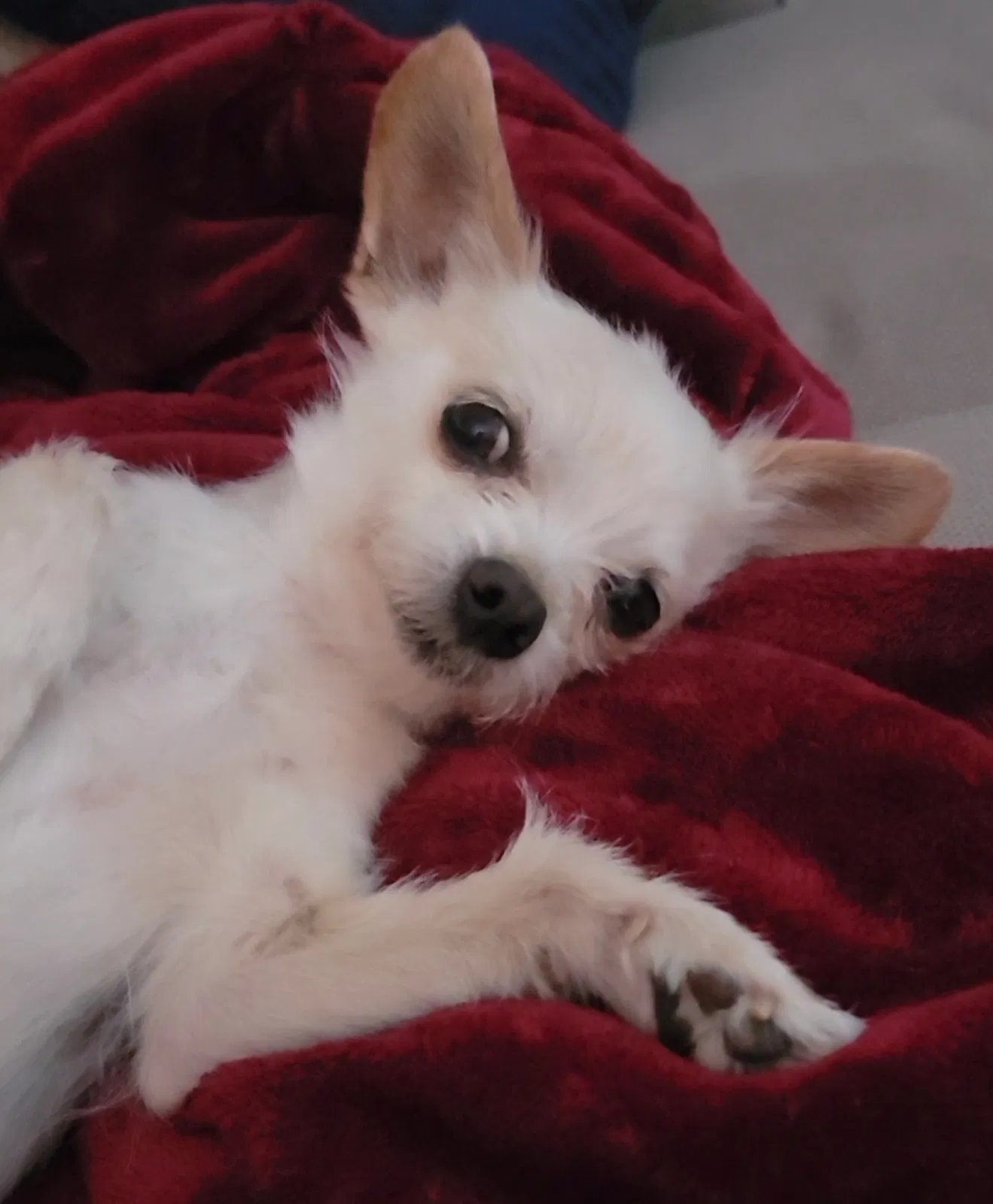 Lost dog in San Antonio, TX, 78212