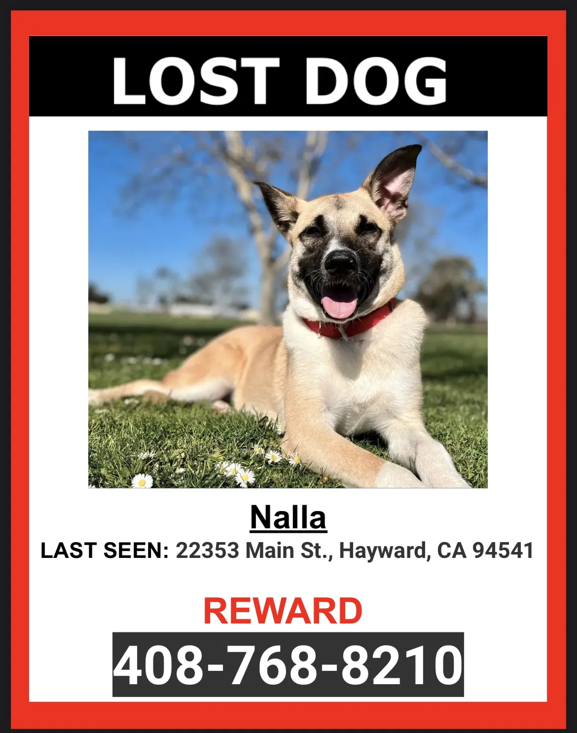 Lost dog in Hayward, CA, 94541