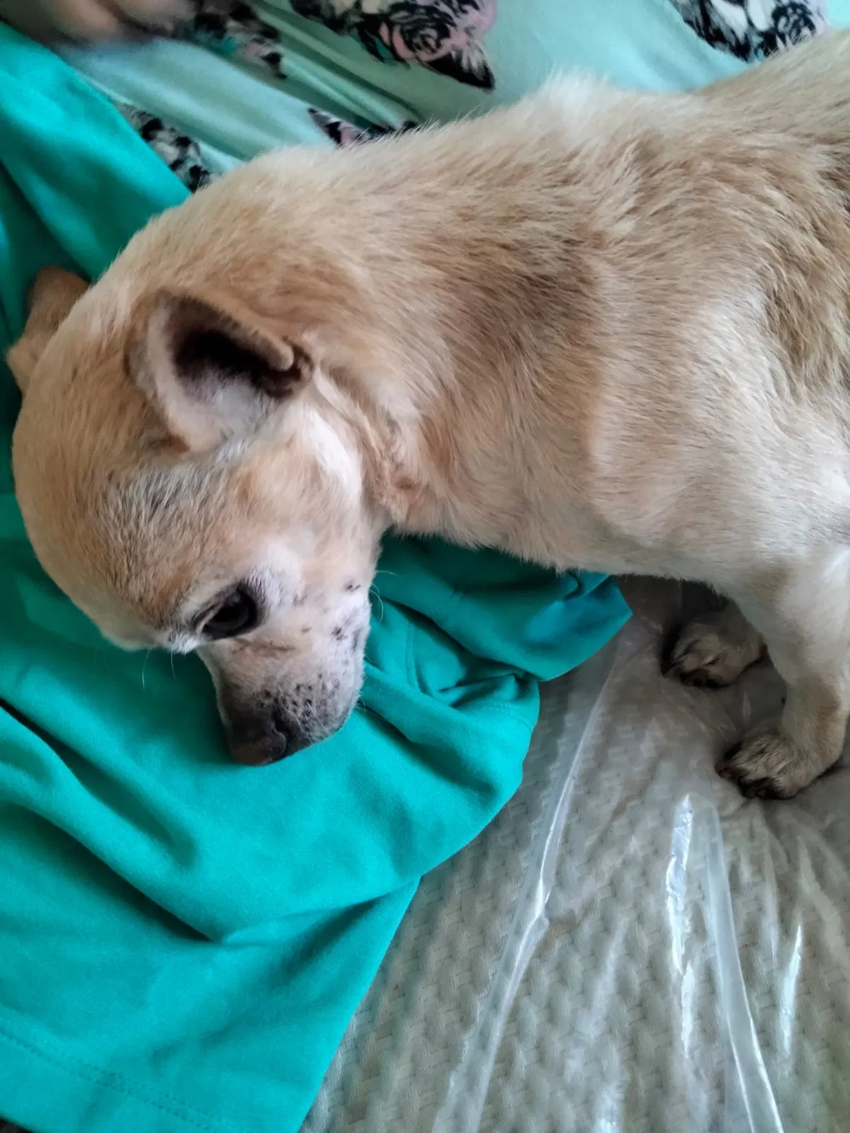 Lost dog in Phoenix, AZ, 85019