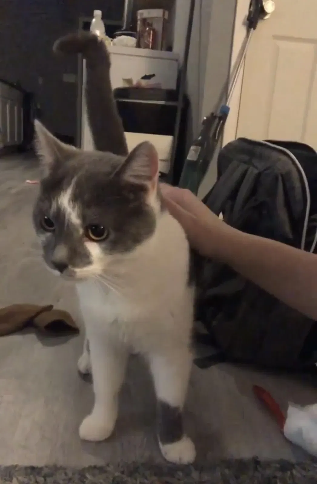 Lost cat in Marion, OH, 43302
