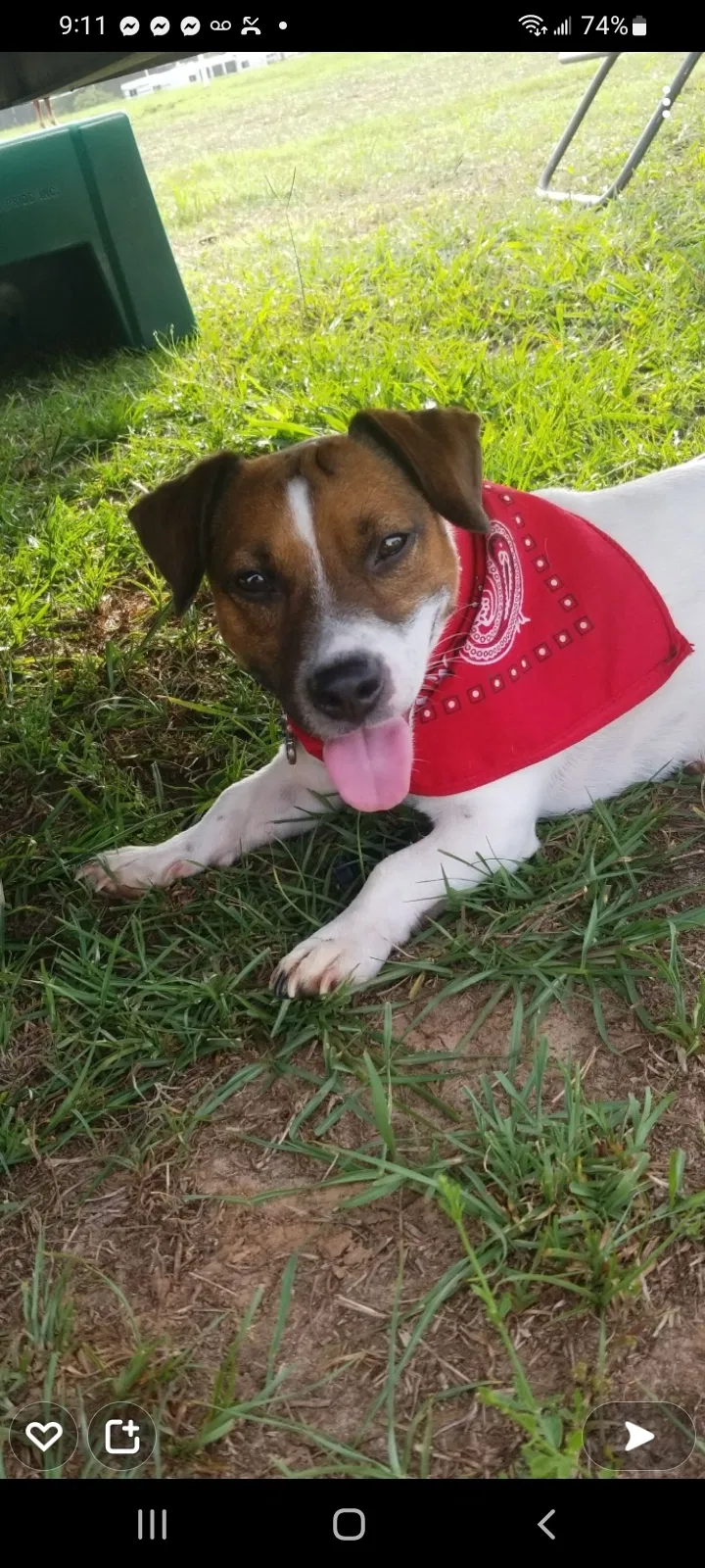 Lost dog in Millington, TN, 38053