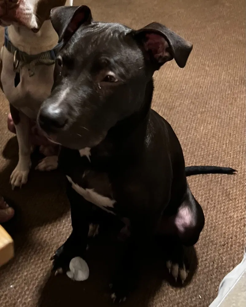 Lost dog in Alexandria, VA, 22303