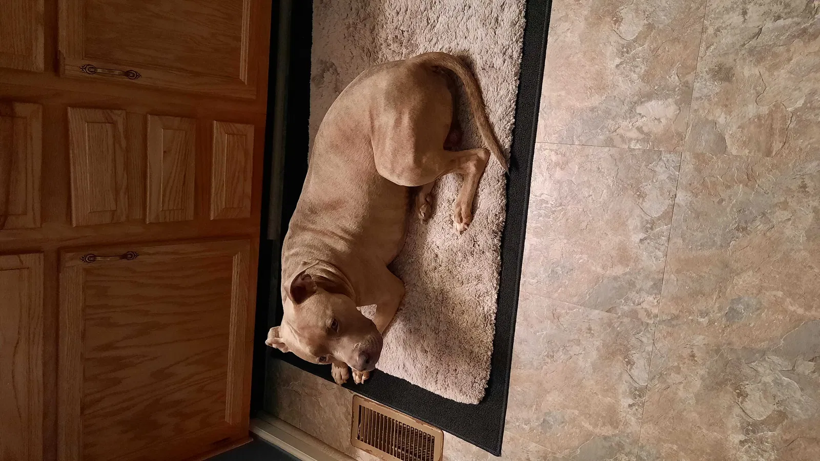 Lost dog in Lexington, KY, 40508