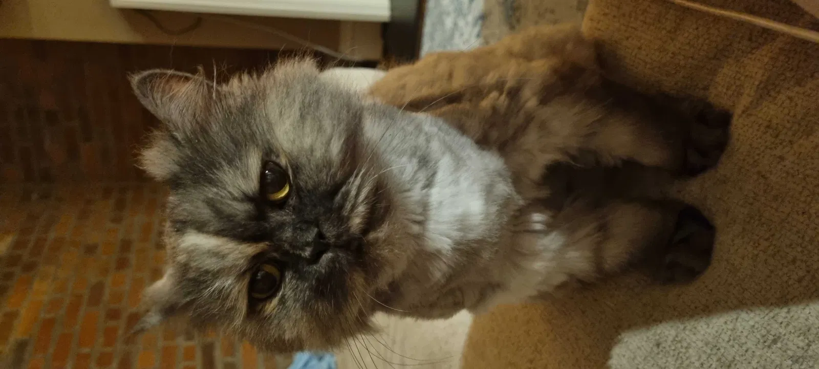 Lost cat in Columbus, OH, 43206