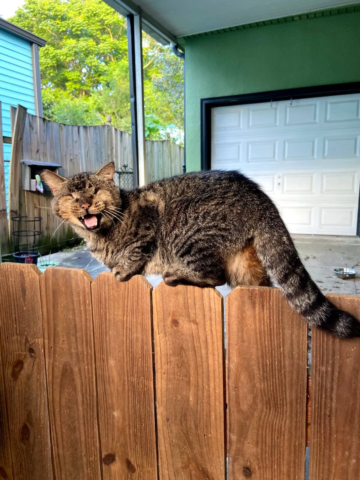 Lost cat in Arabi, LA, 70032