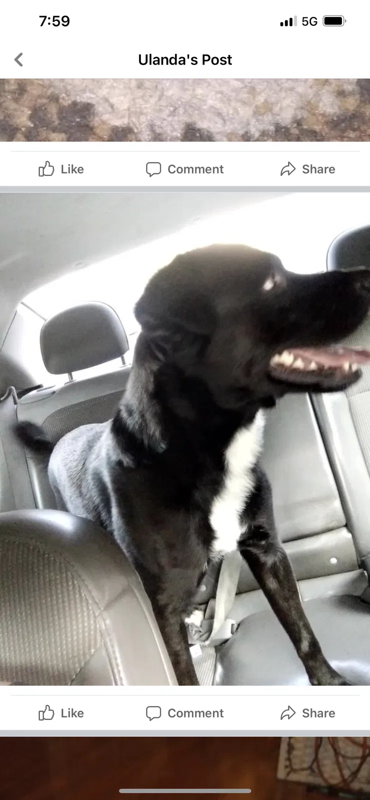 Lost dog in Winston Salem, NC, 27105