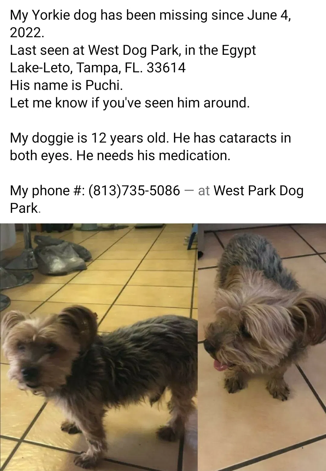 Lost dog in Tampa, FL, 33614