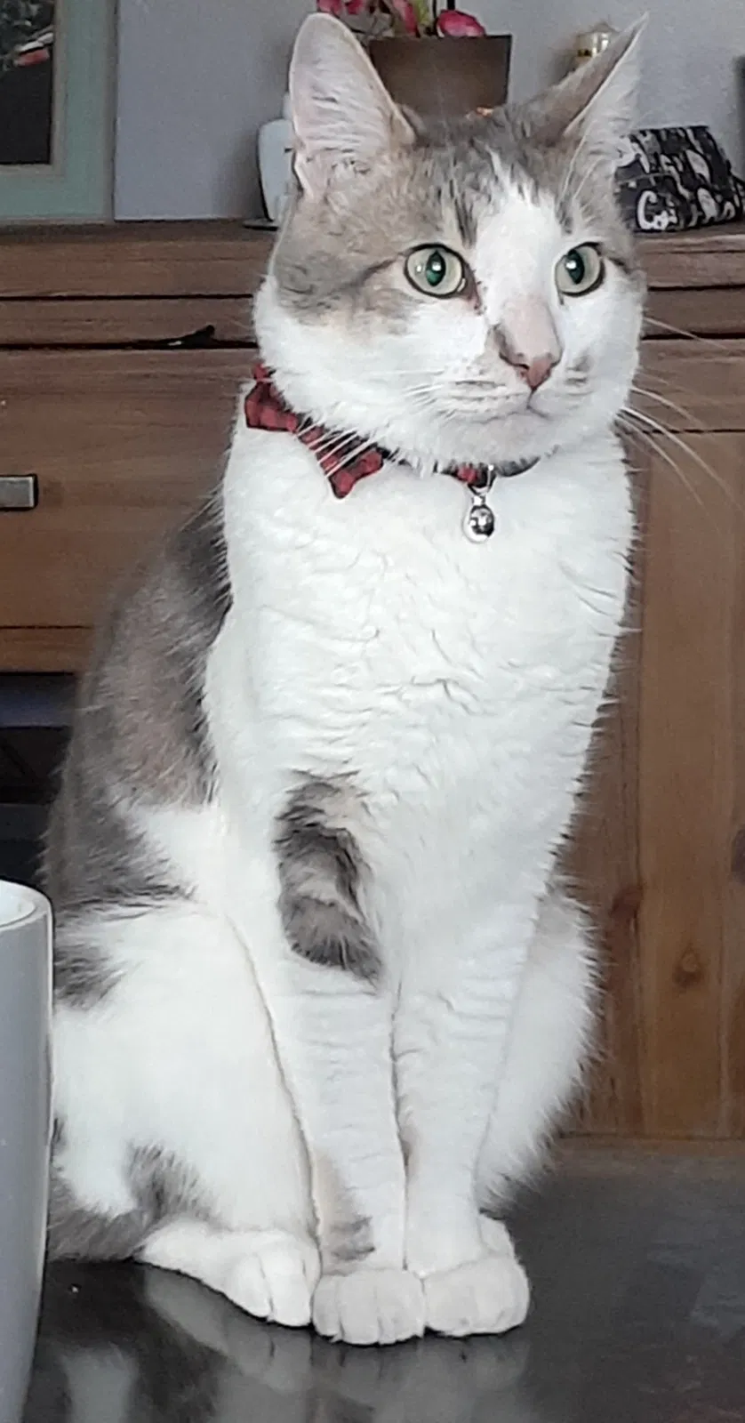 Lost cat in Norwalk, CA, 90650