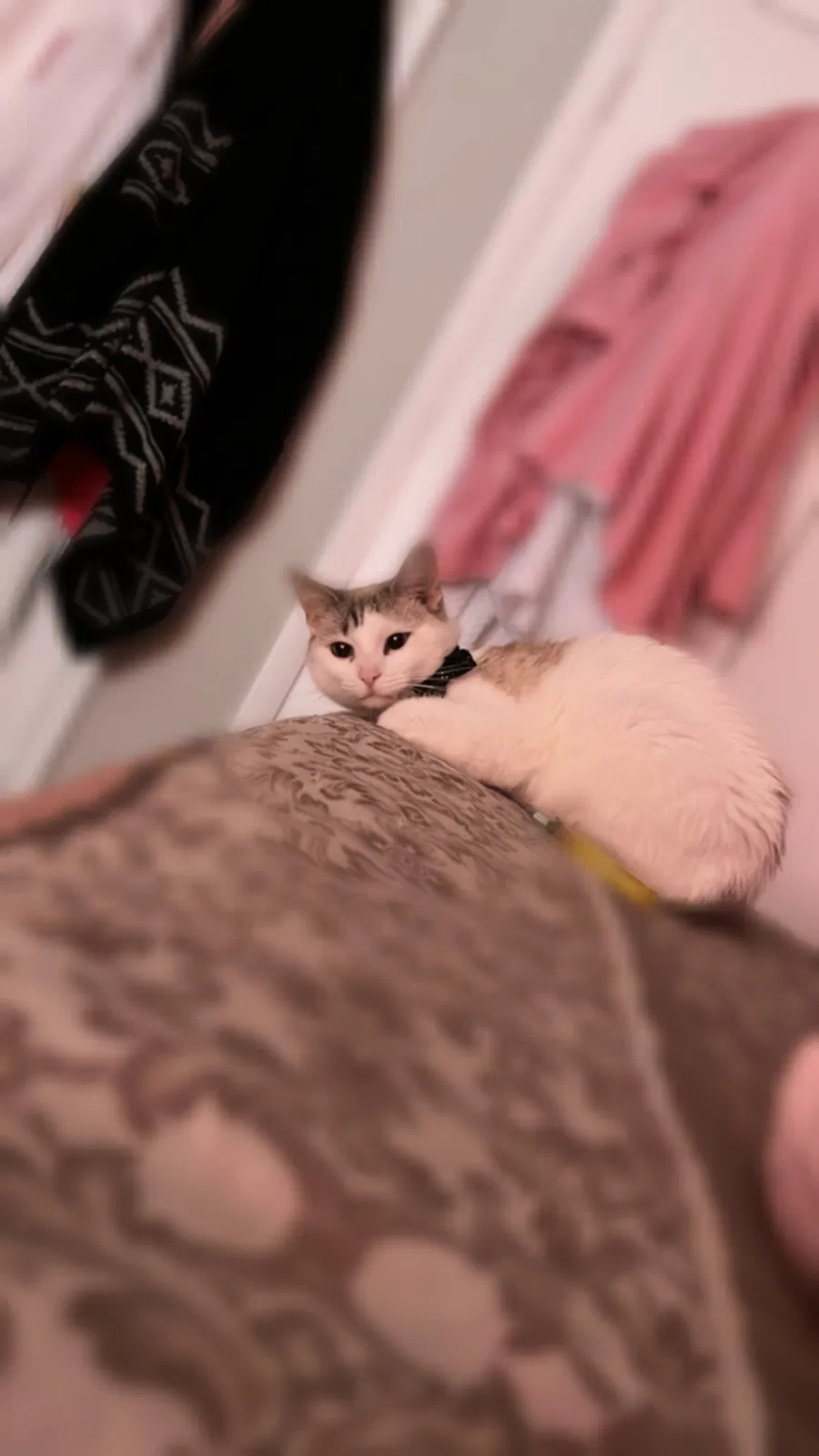 Lost cat in Jonesboro, GA, 30236