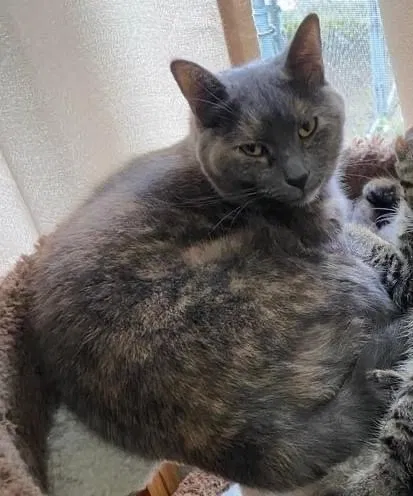 Lost cat in Redford, MI, 48240