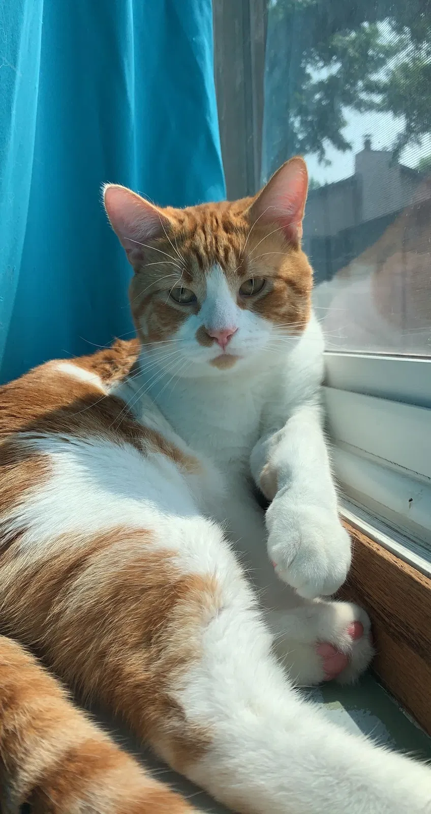 Lost cat in Saint Paul, MN, 55124