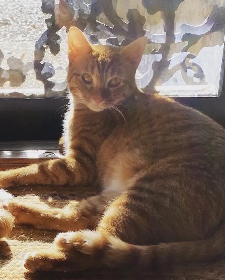 Lost cat in Memphis, TN, 38135