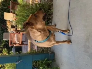 Found dog in Albuquerque, NM, 87120