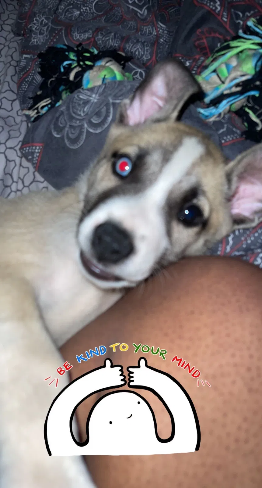 Lost dog in Griffin, GA, 30223