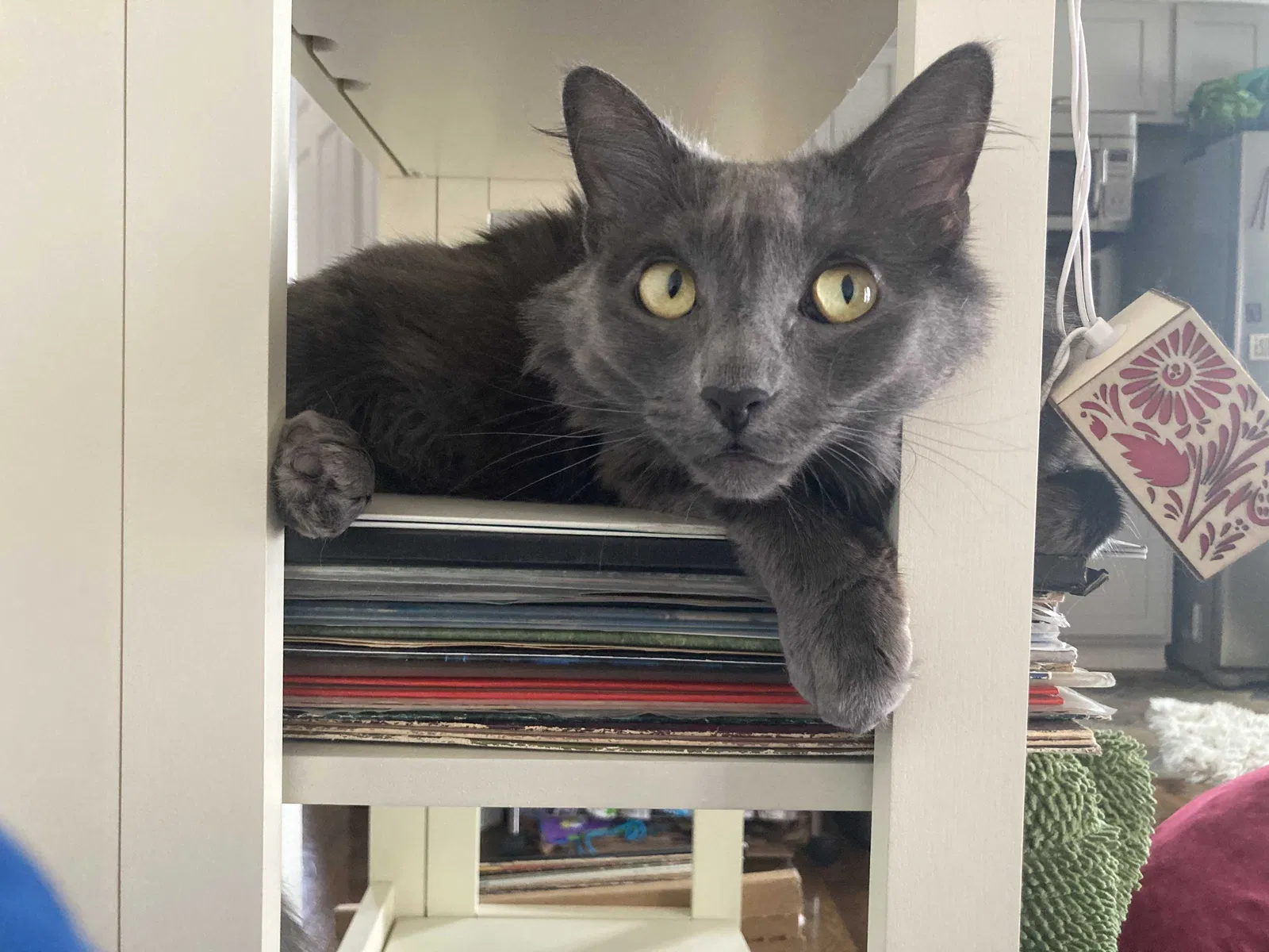 Lost cat in Los Angeles, CA, 90026