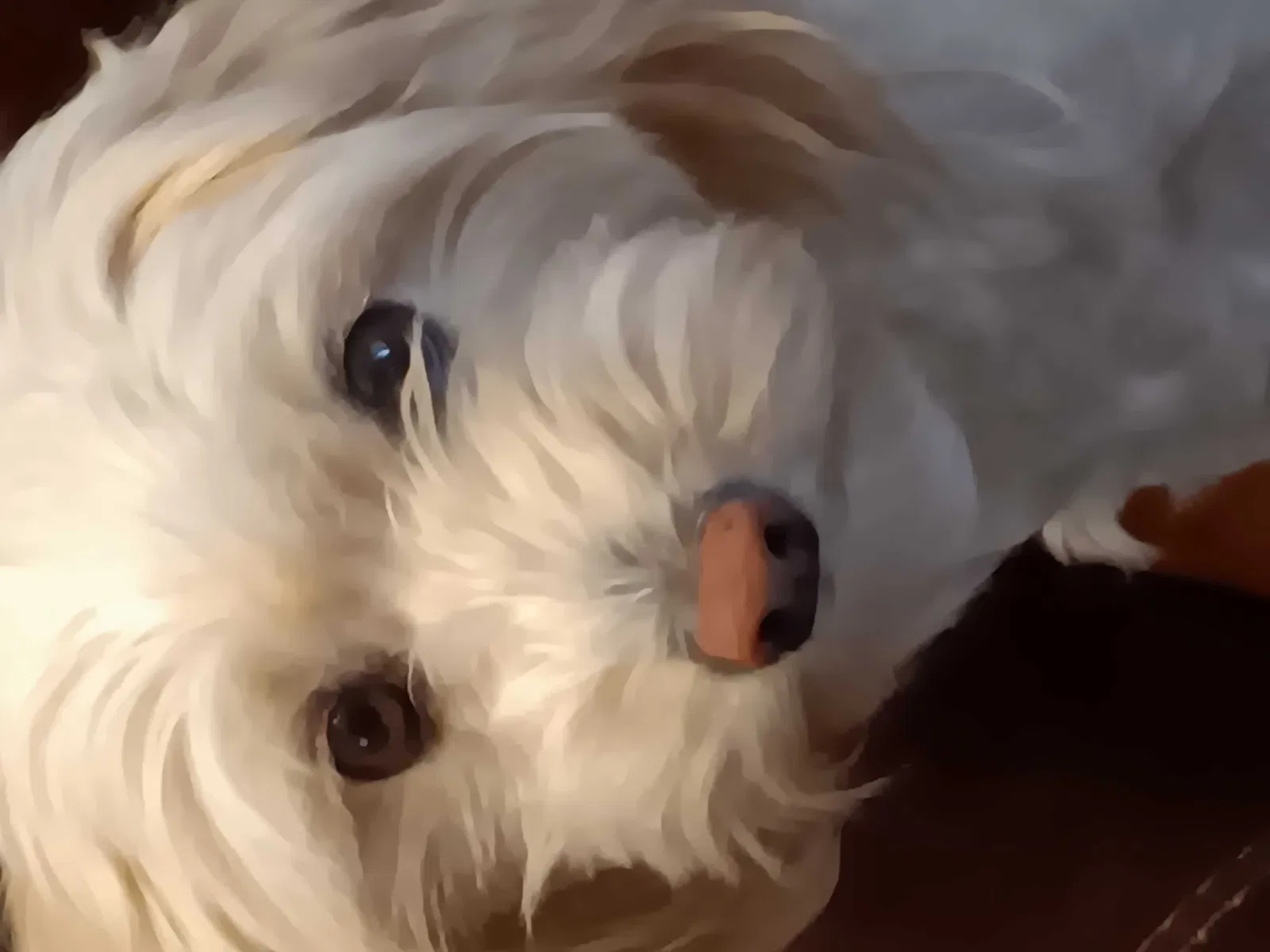 Lost dog in San Bernardino, CA, 92405