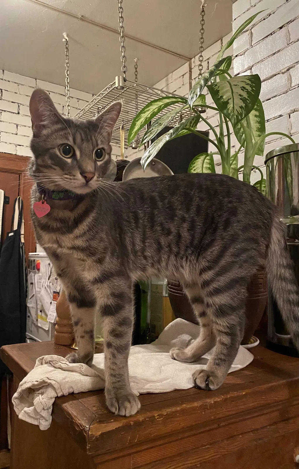 Lost cat in San Francisco, CA, 94117