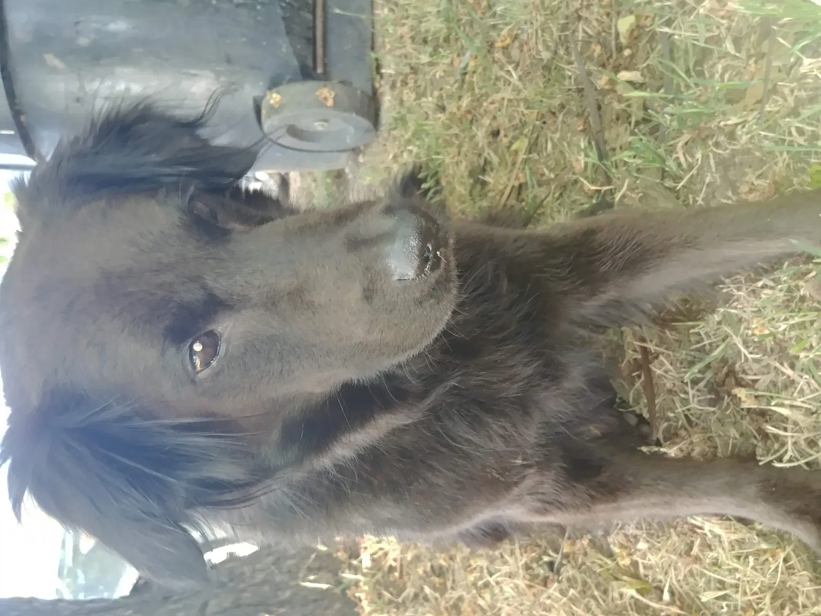 Lost dog in Roseville, CA, 95678