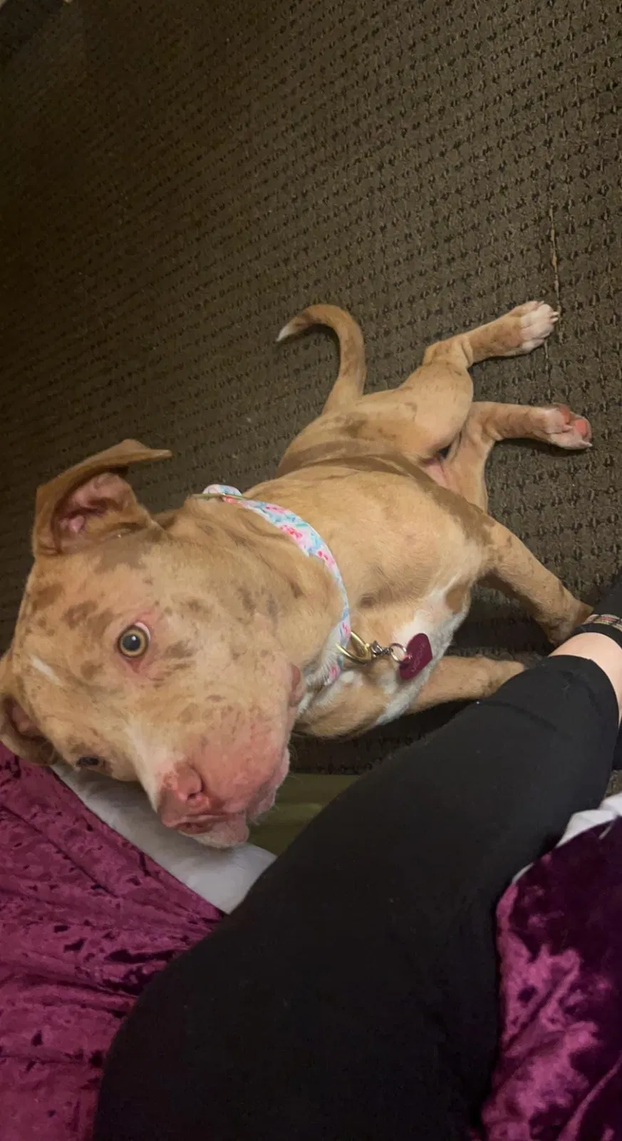 Lost dog in Indianapolis, IN, 46240