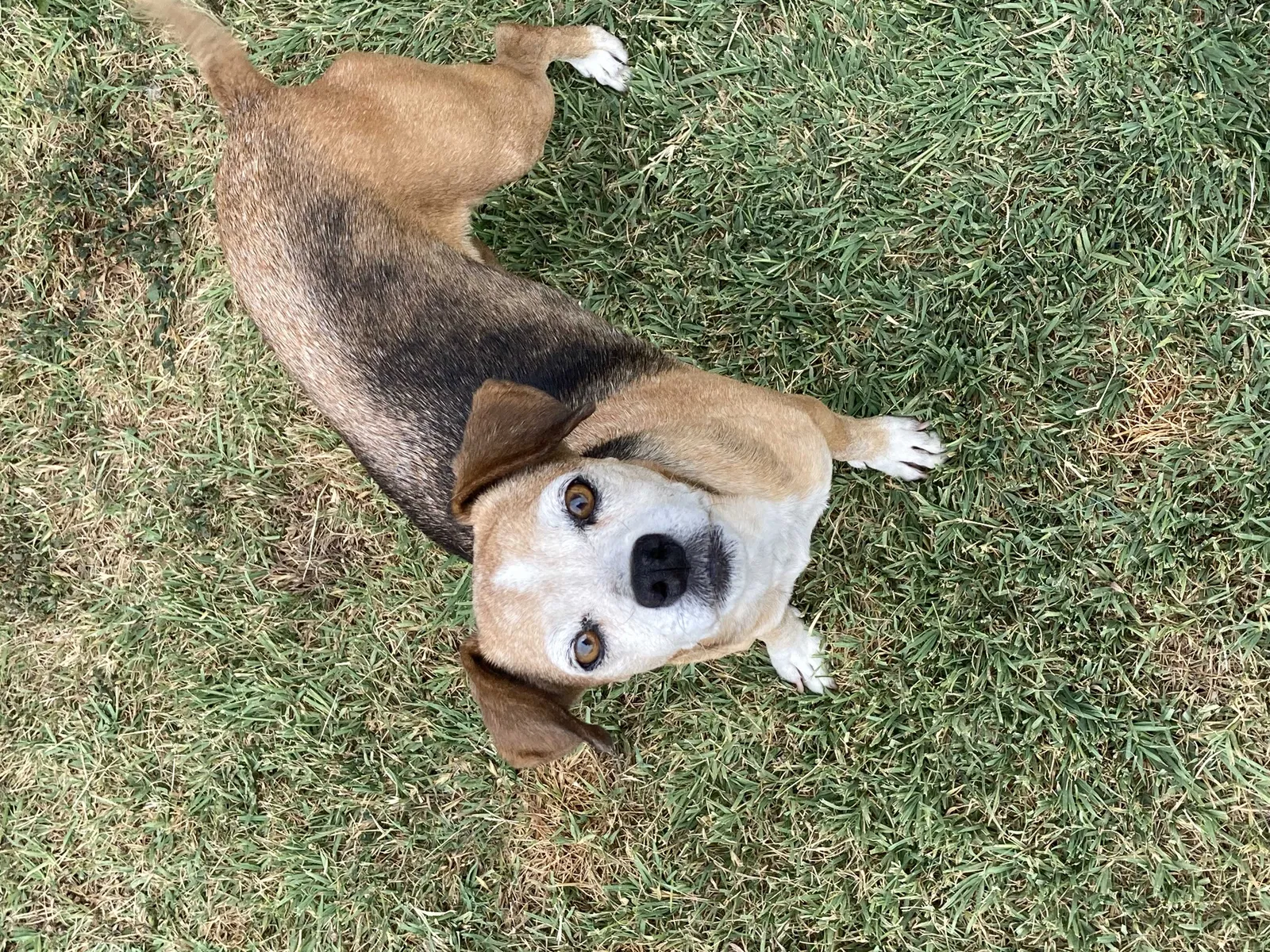 Lost dog in Anaheim, CA, 92804