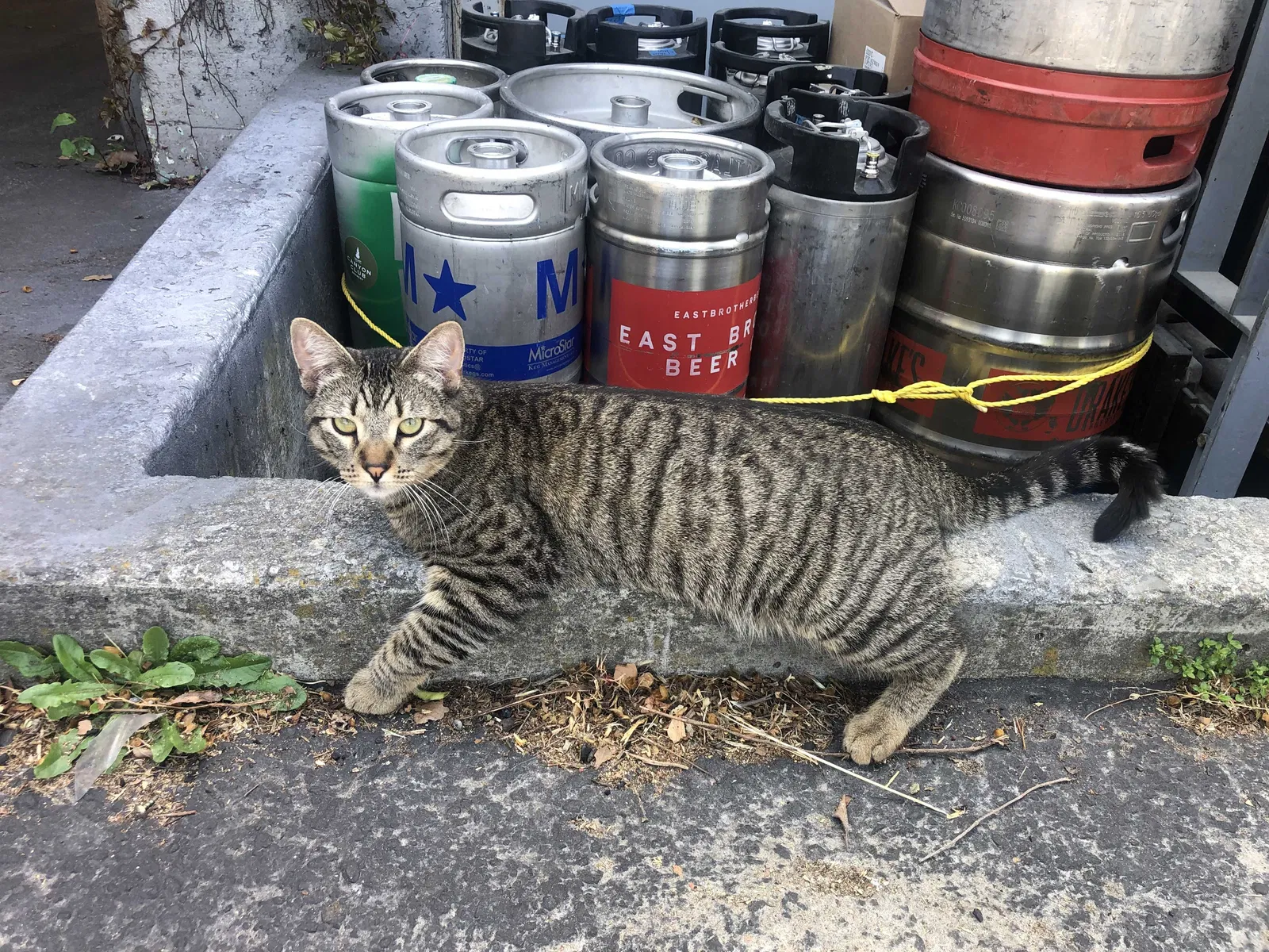 Lost cat in Berkeley, CA, 94702