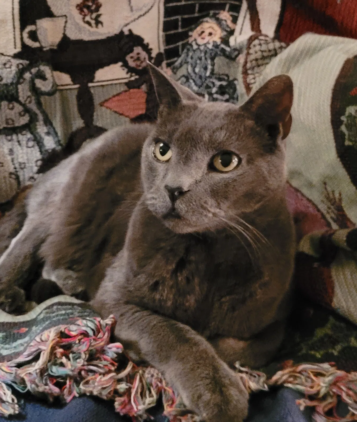 Missing Cat