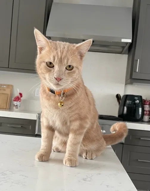 Lost cat in Irvine, CA, 92618