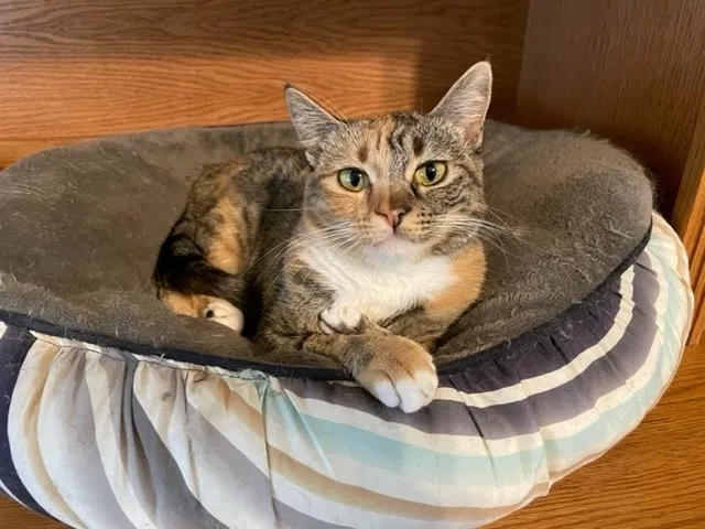 Lost cat in Ogden, UT, 84404