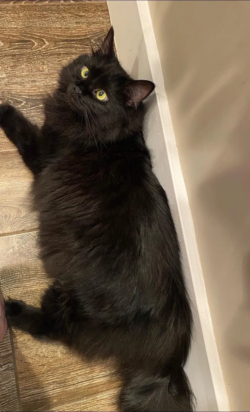 Lost cat in Hanover, PA, 17331