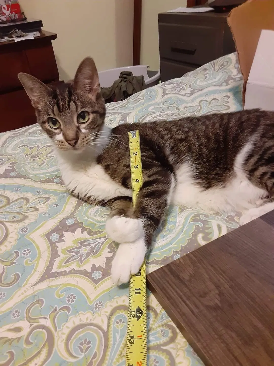 Lost cat in Neenah, WI, 54956